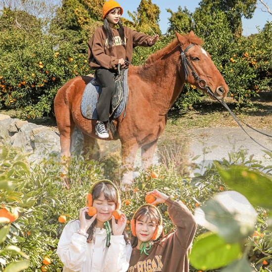 트로이테마농원 감귤체험(3kg)+승마 단거리